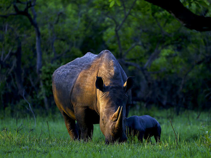 A southern white rhino named Bella eats with her day-old baby at Ziwa Rhino Sanctuary in central Uganda.