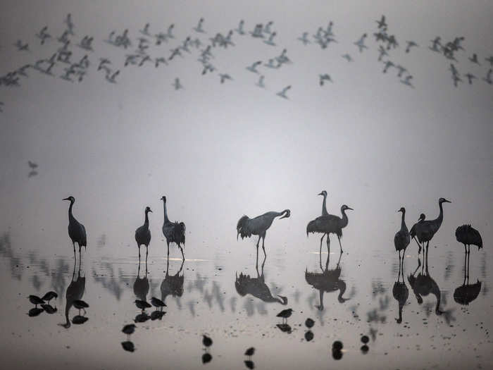 A flock of migrating cranes seen at the Hula Lake Ornithology and Nature Park in northern Israel.