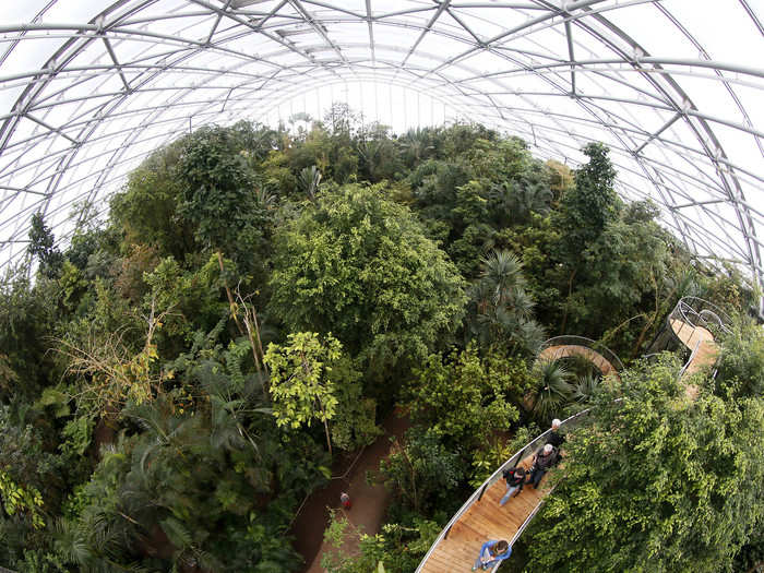 Visitors climb up stairs on the newly opened treetop path in the Masoala Rainforest hall at the zoo in Zurich.