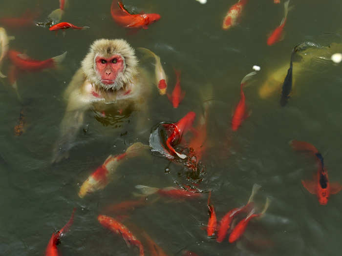 A monkey surrounded by carp plays in a pond at a wildlife park in China.