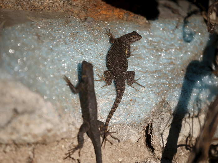 Lizards sun themselves on a dried out dock at Lake Cachuma in Santa Barbara, California.