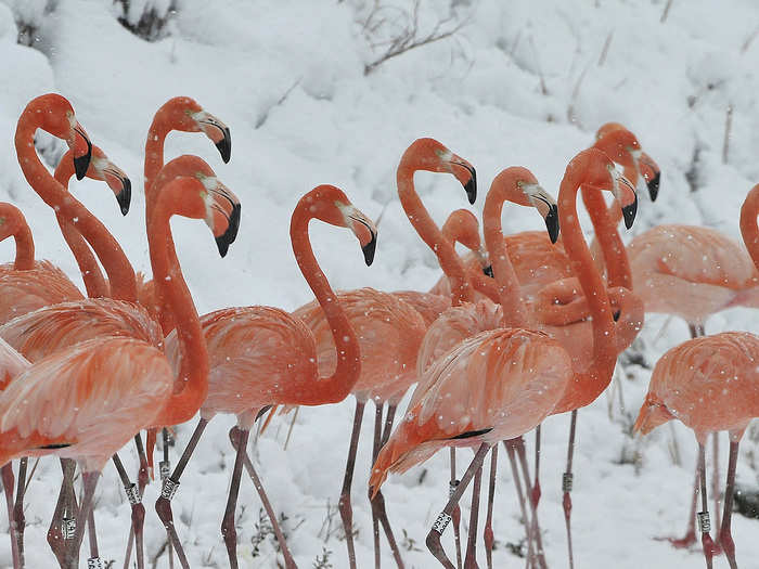 Snow falls on a flock of flamingos at a wildlife zoo in eastern China