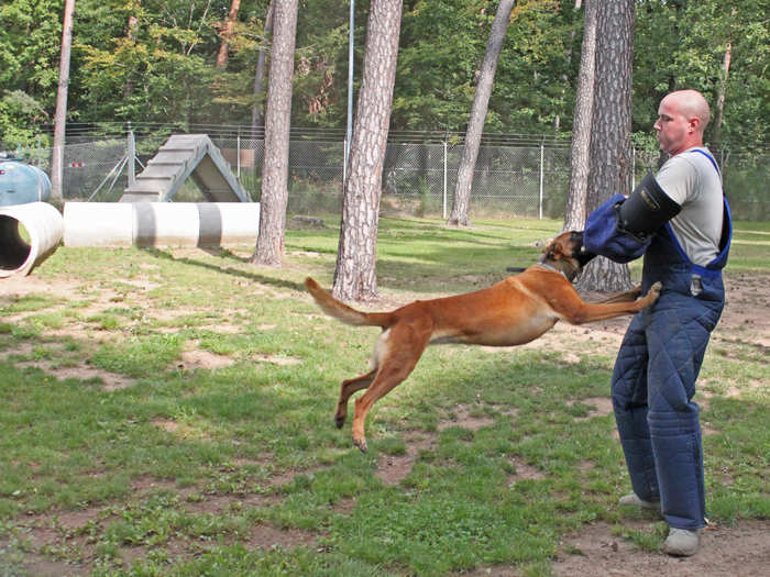 Beyond airlift operations, Ramstein is the site of the largest working dog kennel outside of the US. These dogs receive daily training in patrol work and bomb detection.