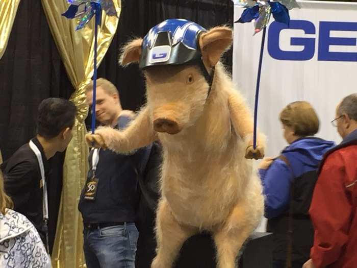 The GEICO pig from their commercials about pigs flying.