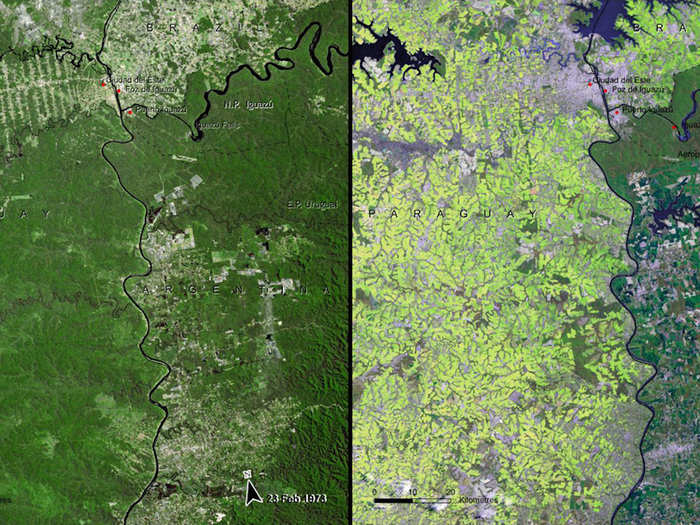 Deforestation of the South American Atlantic Forest, Paraguay, 1973 vs. 2008