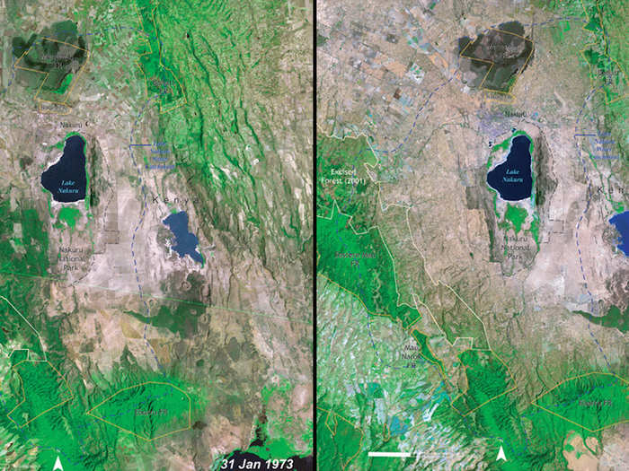 Deforestation of Lake Nakuru National Park, Kenya, 1973 vs. 2000