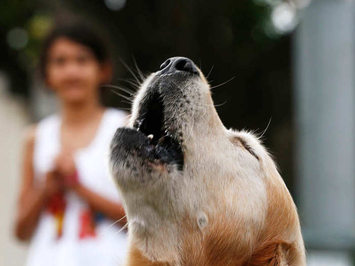 Charlie, a golden retriever, barks at the Royal Easter Show in Sydney March 29, 2013. Charlie owns the Guinness World Record for the loudest bark, registering at 113.1 decibels.