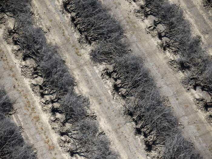 A field of dead almond trees in Coalinga in the Central Valley. Almonds use up an estimated 10% of the state