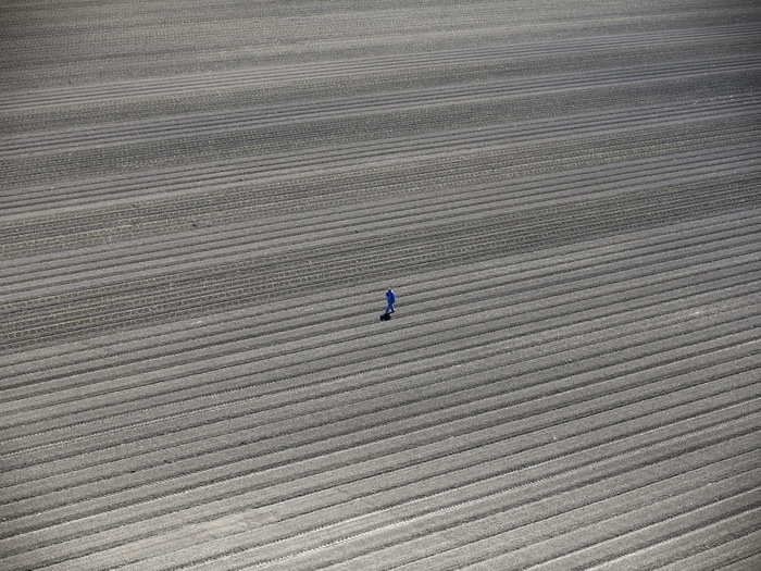 A farmworker walks through thirsty fields in Los Banos, an area of the San Joaquin Valley between Santa Cruz and Merced. On May 5, state water regulators adopted the first rules for mandatory urban water cutbacks. Farms, which account for 80% of the state