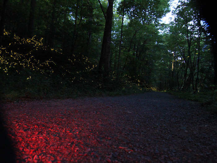 For two weeks every summer, a special species of fireflies congregate in Great Smoky Mountains National Park, Tennessee, to find mates. Thousands gather to observe a naturally occurring phenomenon in which the fireflies blink in unison.