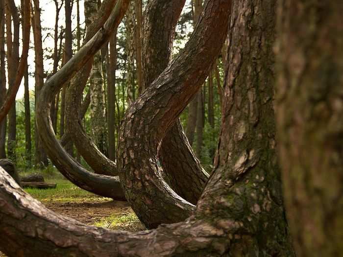 In the mysterious "crooked forest" of Western Poland, roughly 400 pine trees all grow with a 90-degree bend at the base. The reason behind the curved trees remains unknown to this day.