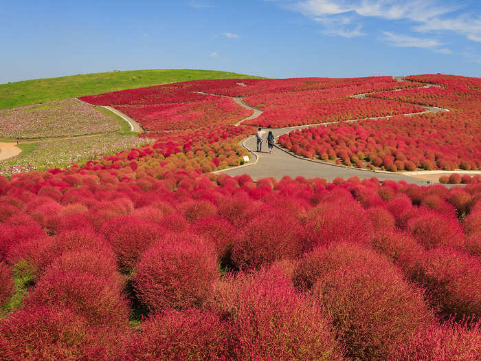 Gorgeous flowers bloom year-round in Hitachi Seaside Park, a 470-acre reserve in Ibaraki, Japan, known for its burning bush plants and daffodils.