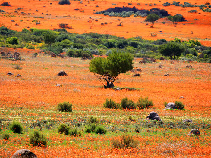 Every spring, Namaqualand, an arid region of Namibia and South Africa that stretches over some 600 miles, suddenly fills with orange and white daisies. The result is one of the most surreal landscapes in the world.