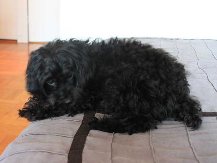 Michelle also introduced us to Pepper, her three-year-old yorkie poo who quietly hung around the table in hopes that he would get to experience some of the pizza, too.