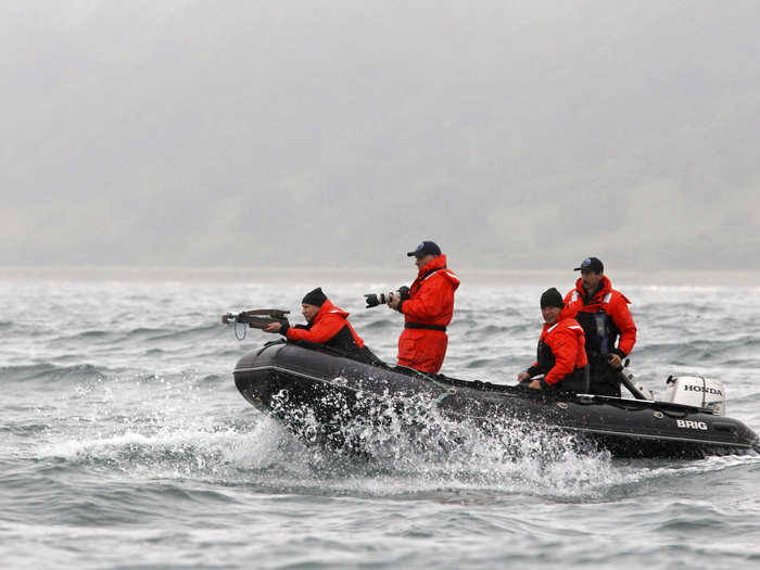 Sometimes he chases bigger prey, however. Here Putin fires darts designed to take skin samples with a crossbow at an endangered grey whale from a motorboat in Olga Bay in the Sea of Japan.