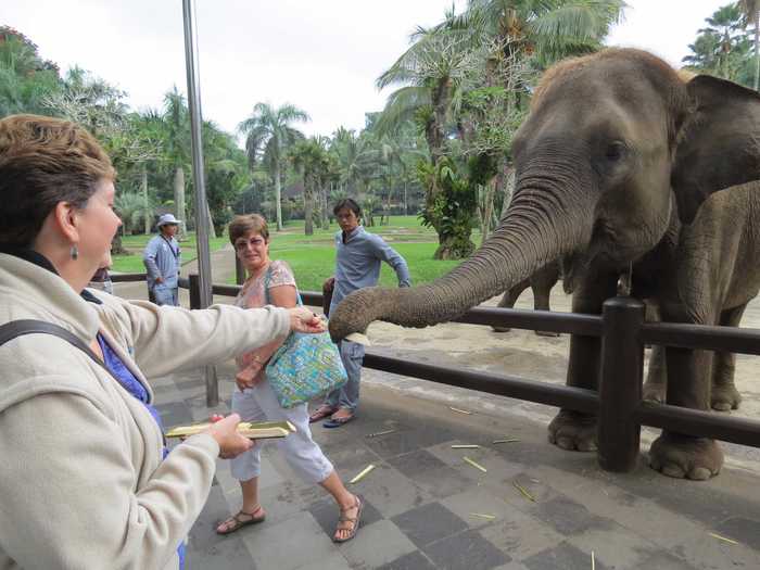 You can touch and hand-feed the gentle giants who will approach you.