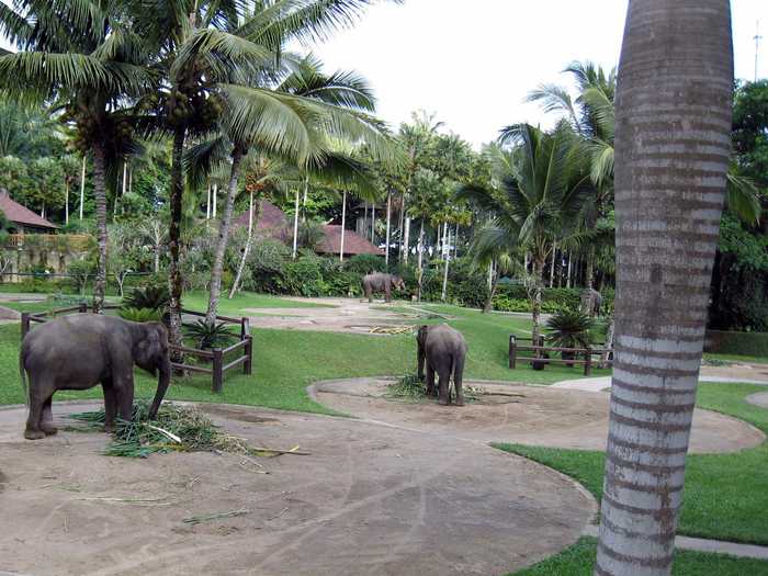 Guests who stay at the lodge will wake up to elephants right outside their window. The rooms are built with a balcony landing so that you easily jump on board the elephants that approach and wait to take you to breakfast.