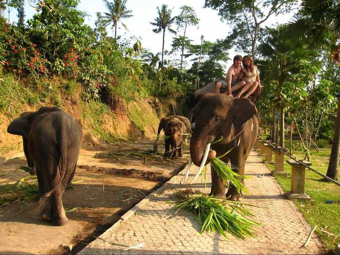 Guests can tour the park while riding an elephant through the tropical Taro rainforest. There