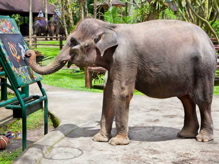 Specialists have taught the elephants how to paint so that their artworks are exhibited and sold to generate funds for continuing their rescue.