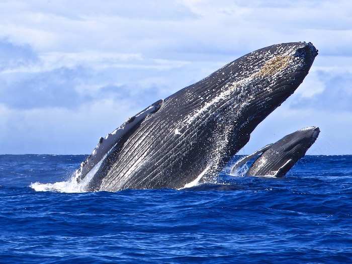 "Whale watching is magical, but the waiting part is filled with anticipation," says Sandra Aileen Greenberg. She was lucky enough to catch a mother and calf burst out of the water at the same time.