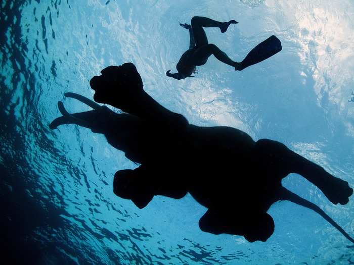 This photo was taken near the Andaman Islands in the Bay of Bengal, while diving with an elephant that likes to swim in the sea. "It is one of the brightest experiences I