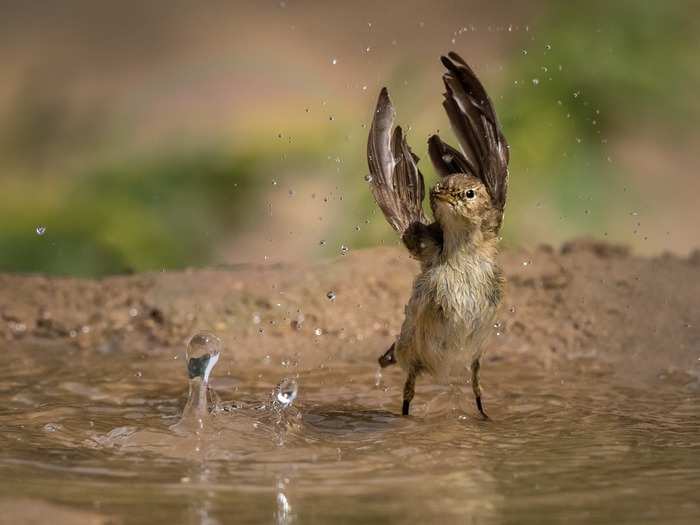 Here, a willow warbler splashes water into its feathers to make it cooler during the hot weather.