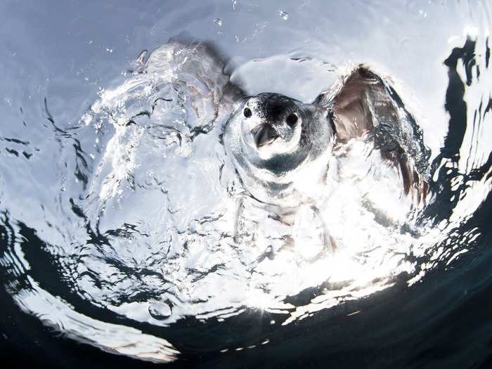 Speaking of birds, photographer Alejandro Prieto captured this sea bird, the Hawaiian Petrel, while on an expedition to Todos Santos in Baja California, Mexico. It was feeding on crustaceans.