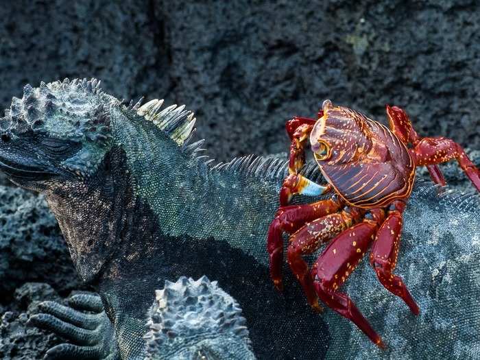 This Sally Lightfoot crab crawled onto this iguana