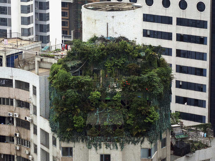 Green plants engulf another suspected illegal construction atop a 19-story residential building in Guangzhou, Guangdong, China. Built 10 years ago, the home takes up about 40 square meters. Local law enforcement has been unsuccessful in finding the owner since discovering the property in 2012.