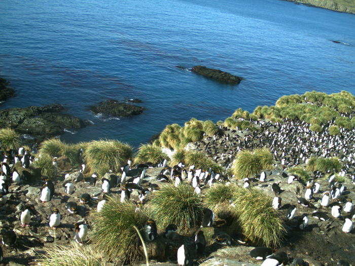 Most Antarctic species will migrate to the shorelines to breed during the fall. It