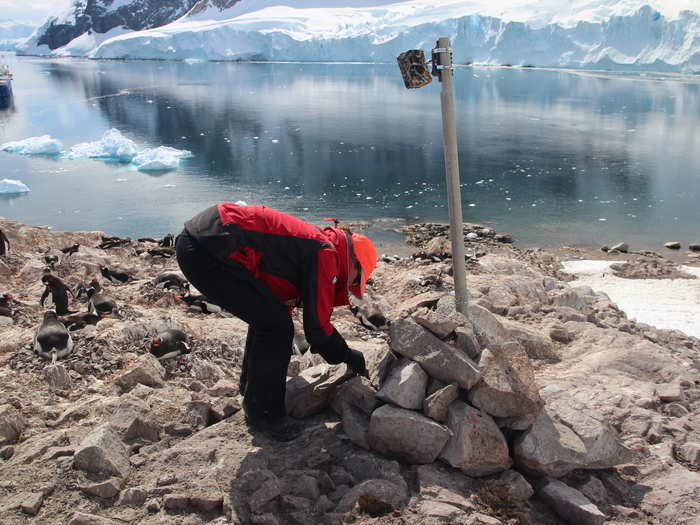 One of the only ways to study penguins is to attach GPS trackers on individual birds. The team