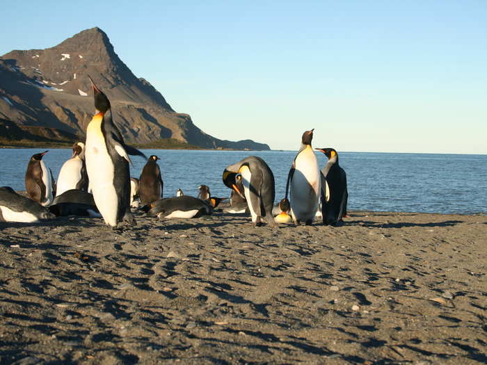 The first thing penguins do when they reach the shore is locate their mate. If they have mated before they relocate that same penguin using a unique call, or song.