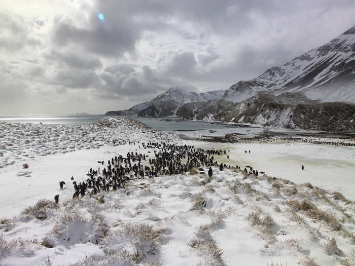 With every penguin trying to relocate their mates, the first few days of mating season can get pretty noisy.