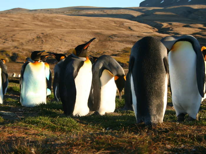 If the penguins have not mated before, they engage in courtship activities like bowing their heads.