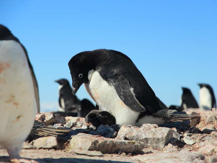 Hart has discovered that the Adélie penguin species, shown here, are not responding well to warmer climates in the Antarctic Peninsula where their numbers are declining.