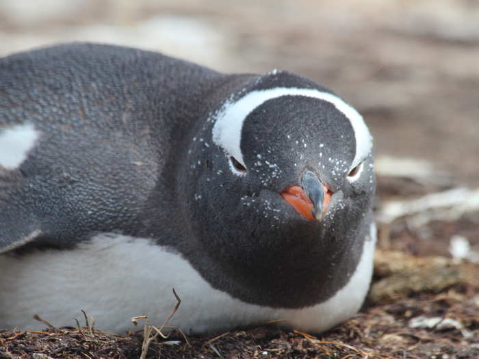 Gentoo penguins, on other hand, are perhaps the only Antarctic penguin species who are adjusting well to the warmer climates.