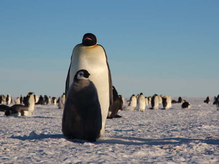 Emperor penguins are the largest of all the 17 penguin species in the world. These birds are famous for having the most stressful breeding habits of any penguin species because they travel miles inland to breed during the harshest time of year: winter.