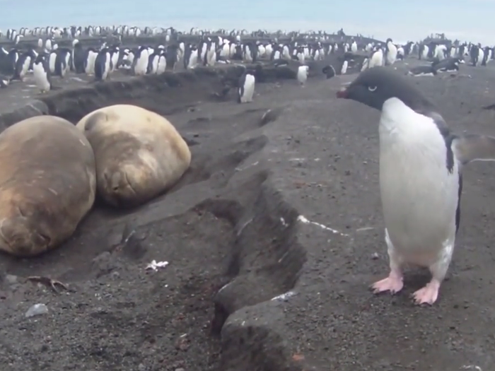 The Antarctic coastlines aren