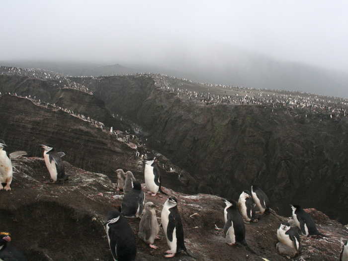 Although Hart and the team are still analyzing the data, they did report one interesting find from their latest Antarctic expeditions: If the ground is too cold for breeding, some penguin species will use their poo to warm it up.