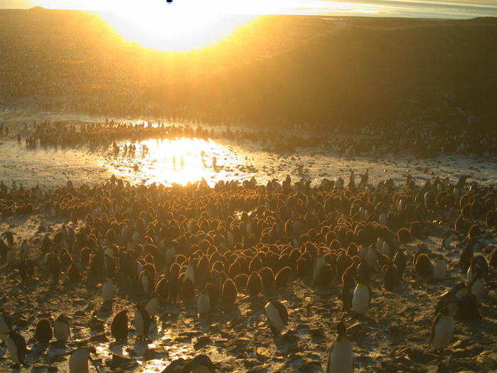 Hart and his team recently launched a citizen science project called Penguin Watch that released 500,000 new images of penguins asking the public to help his team individually count the number of penguins in each photo. How many can you count in this photo?