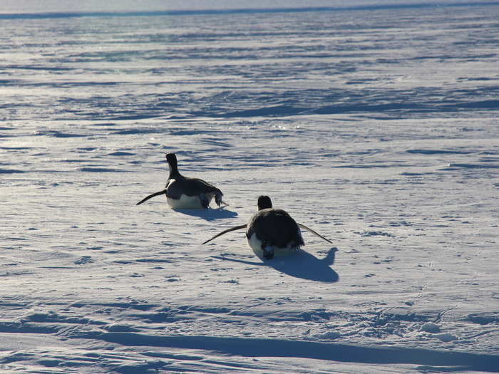 Everyone who registers to help out with Penguin Watch can also enter to win a trip to Antarctica to see the penguins for yourself. As of April, more than 1.5 million people have volunteered.