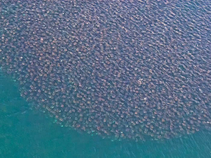 Octavio told Business Insider that the massive swarm of devil rays he saw in 2011 arrived in a region near the Gulf of California in January and stayed through May.