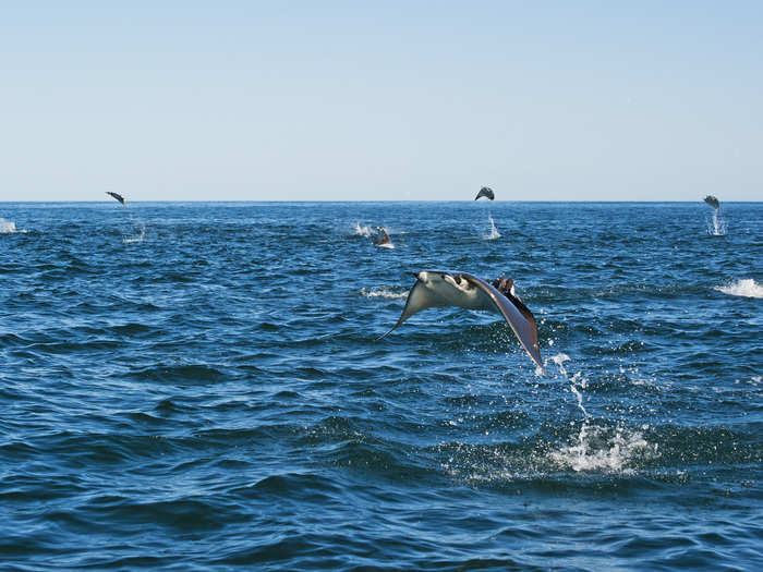 Tens to hundreds of rays will leap out of the water at a time. Researchers have noticed that usually the jumpers are located along the outskirts of the swarm, which could be the key to understanding why they jump.