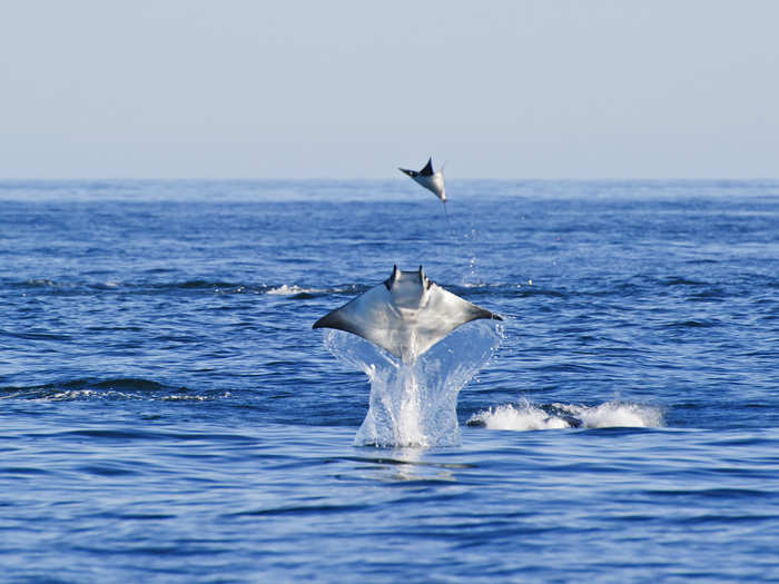 This belly flop generates a loud boom that some suspect could scare potential prey, like shrimp, closer toward the swarm, making an easy meal for the rays under the surface.