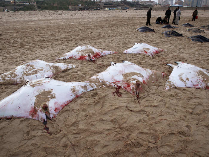 In February 2013, fisherman from Gaza City in Palestine caught over 200 devil rays in just two days. Some of them are shown here in a picture taken by Ahmed Zakot: