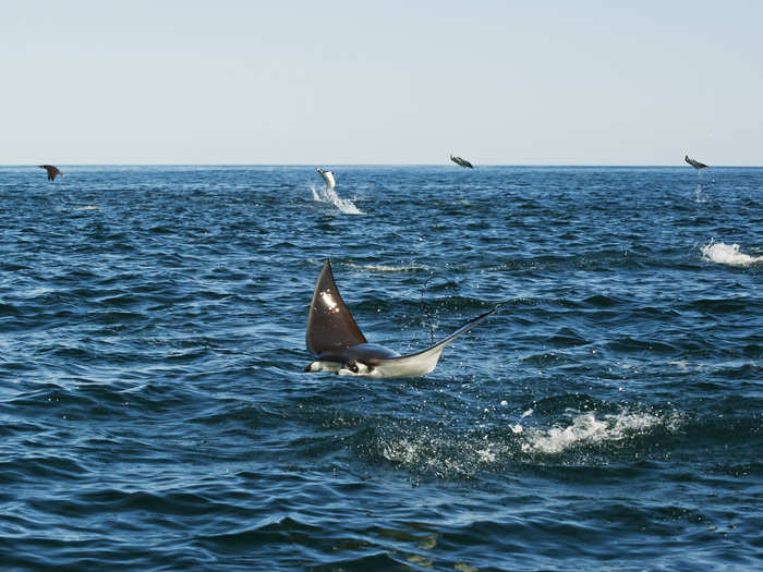 The region where Octavio took these amazing photos has been protected from fishing for about two decades. He and other researchers have been visiting this region for years to study how the ecosystem has recovered.