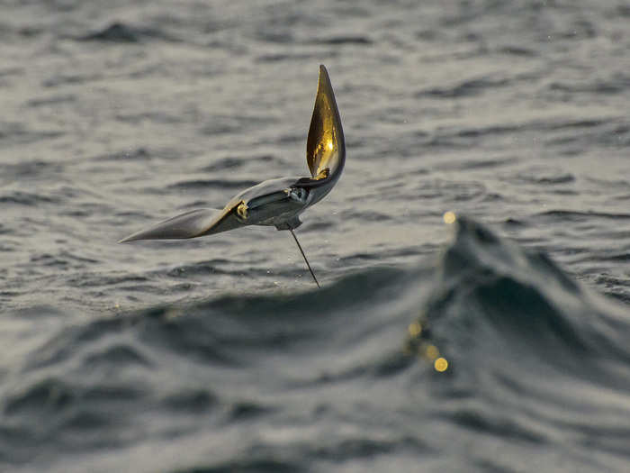 Octavio hopes to one day see these majestic fish near the California coast again. And next time, he says that he plans to record the sounds these devil rays make when they hit the water in hopes of discovering the secret behind their mysterious jumping behavior.