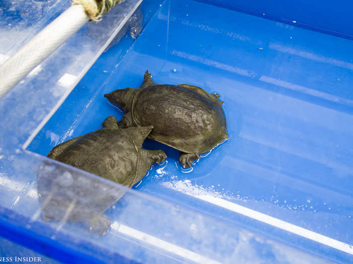 These critters lounged around in a tank, waiting to be taken home and made into soft-shelled turtle soup.