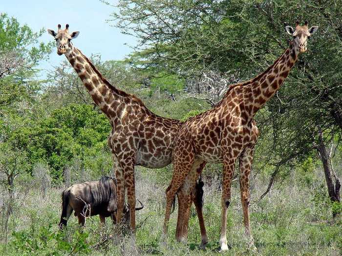 To know when to mate, a male giraffe will continuously headbutt the female in the bladder until she urinates. The male then tastes the pee and that helps it determine whether the female is ovulating.