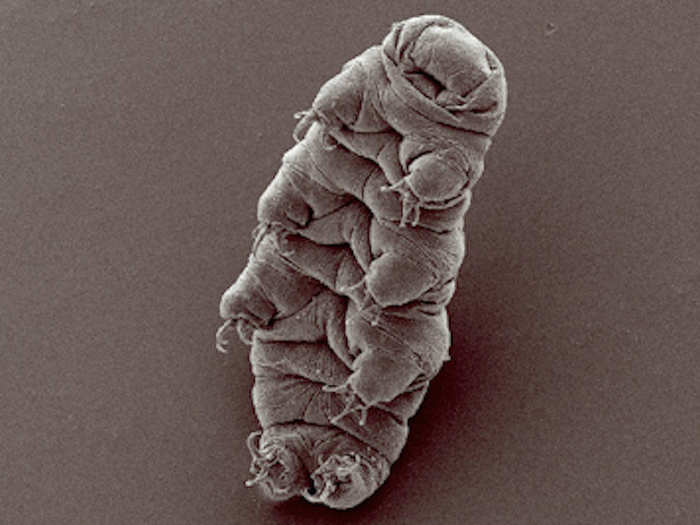 Water bears, or Tardigrades, are typically 0.5 mm in length and can survive virtually anything. Even the vacuum of space.